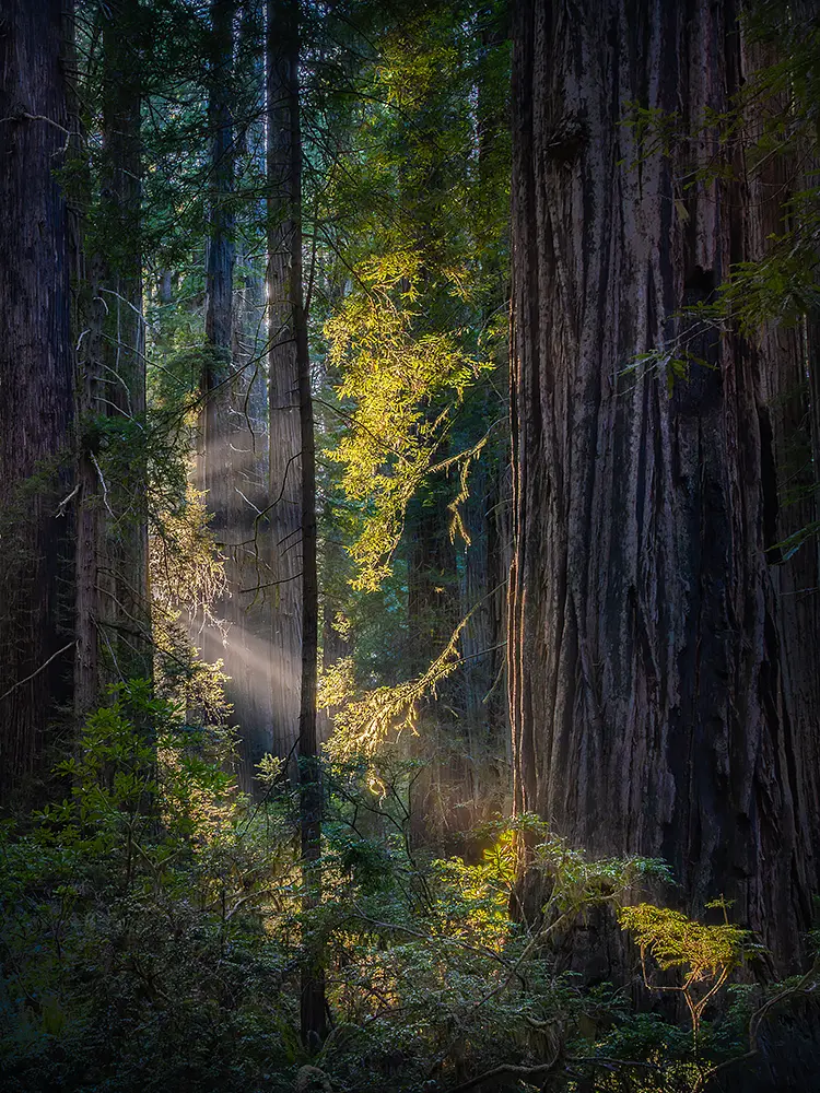 Light In The Shadows, Redwood National Park, Crescent City, California, USA