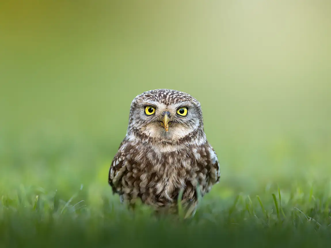 Little Owl Enjoying A Snack, Ede, The Netherlands