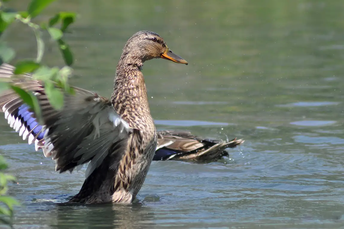 Mallard, Racconigi, Piedmont, Italy