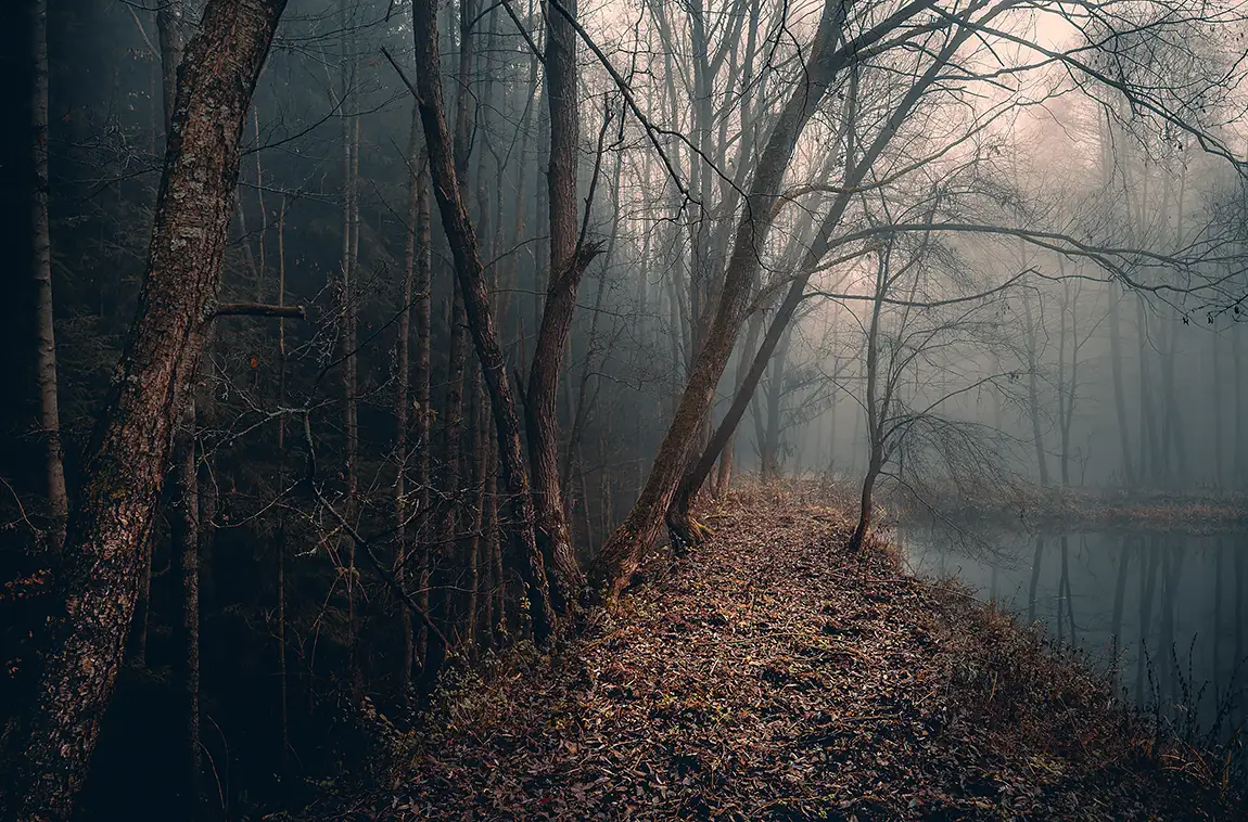 November Escape, Voderady Beechwoods, Near Prague, Czech Republic