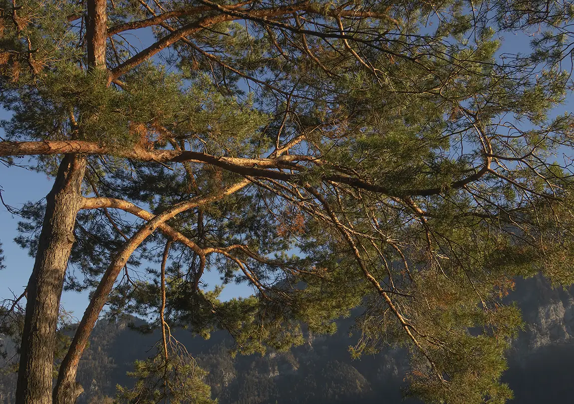 Old Pine In Late Afternoon, Unterseen, Interlaken Oberhasli, Bern, Switzerland