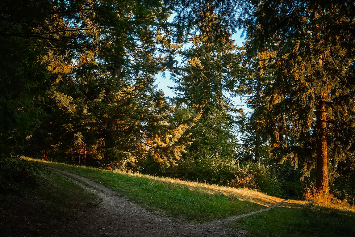 Paths In Forest Clearing, Clark Lake, Kent, King County, Washington, USA
