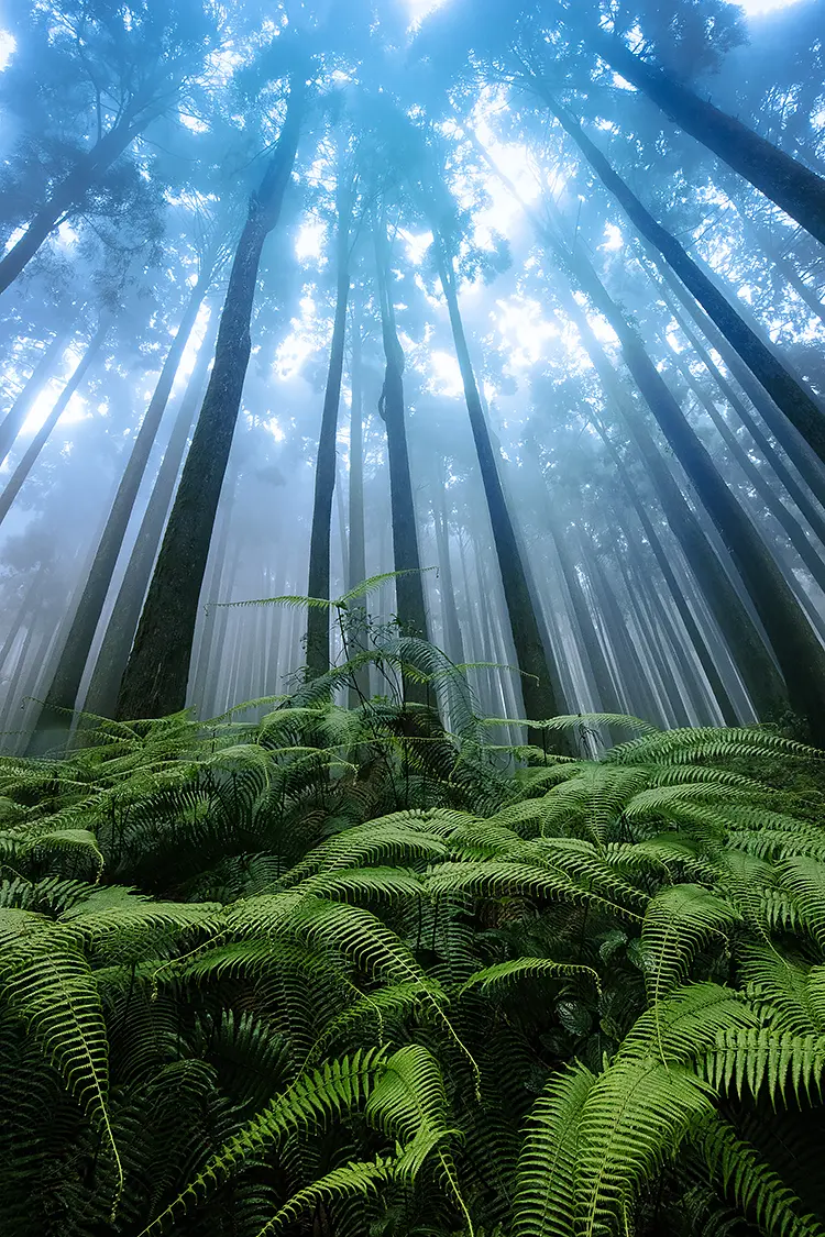 Pines And Ferns, Lamahatta, West Bengal, India