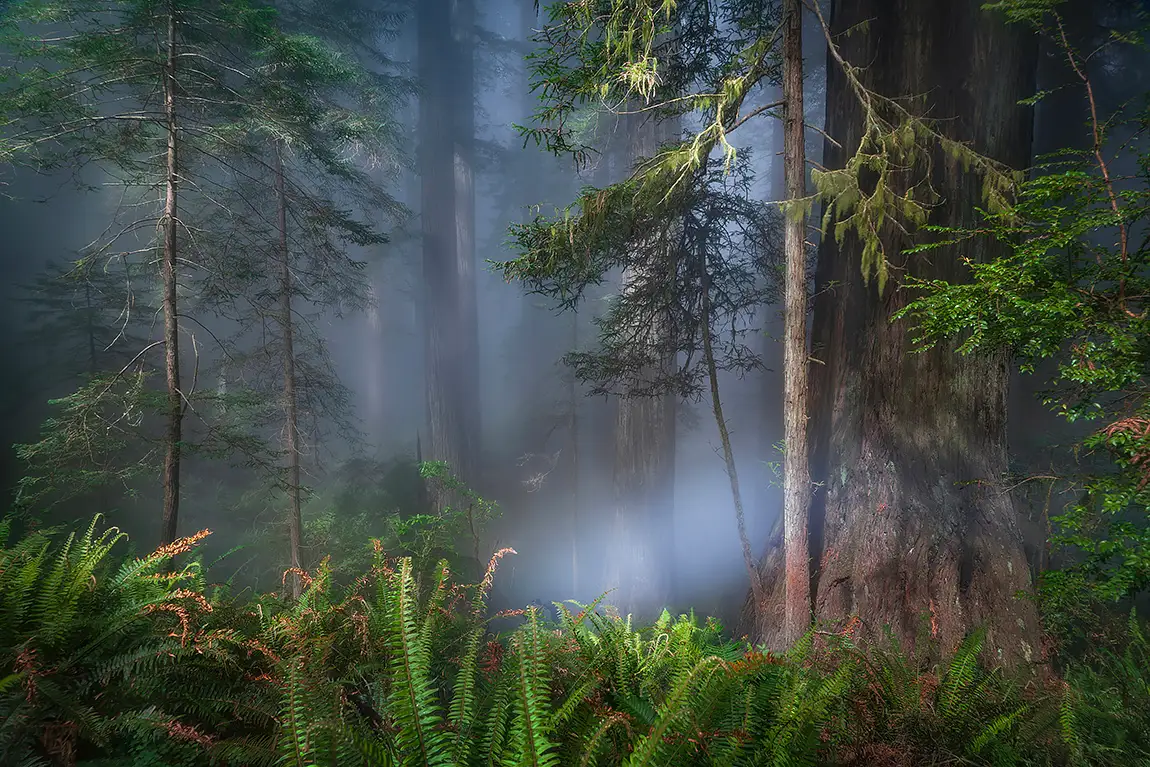 Primeval Forest, Del Norte Coast Redwoods State Park, CA, USA