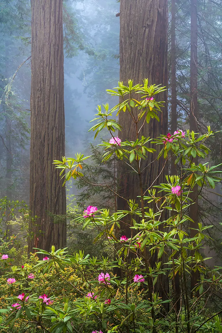Redwood Forest, Humboldt County, California, USA