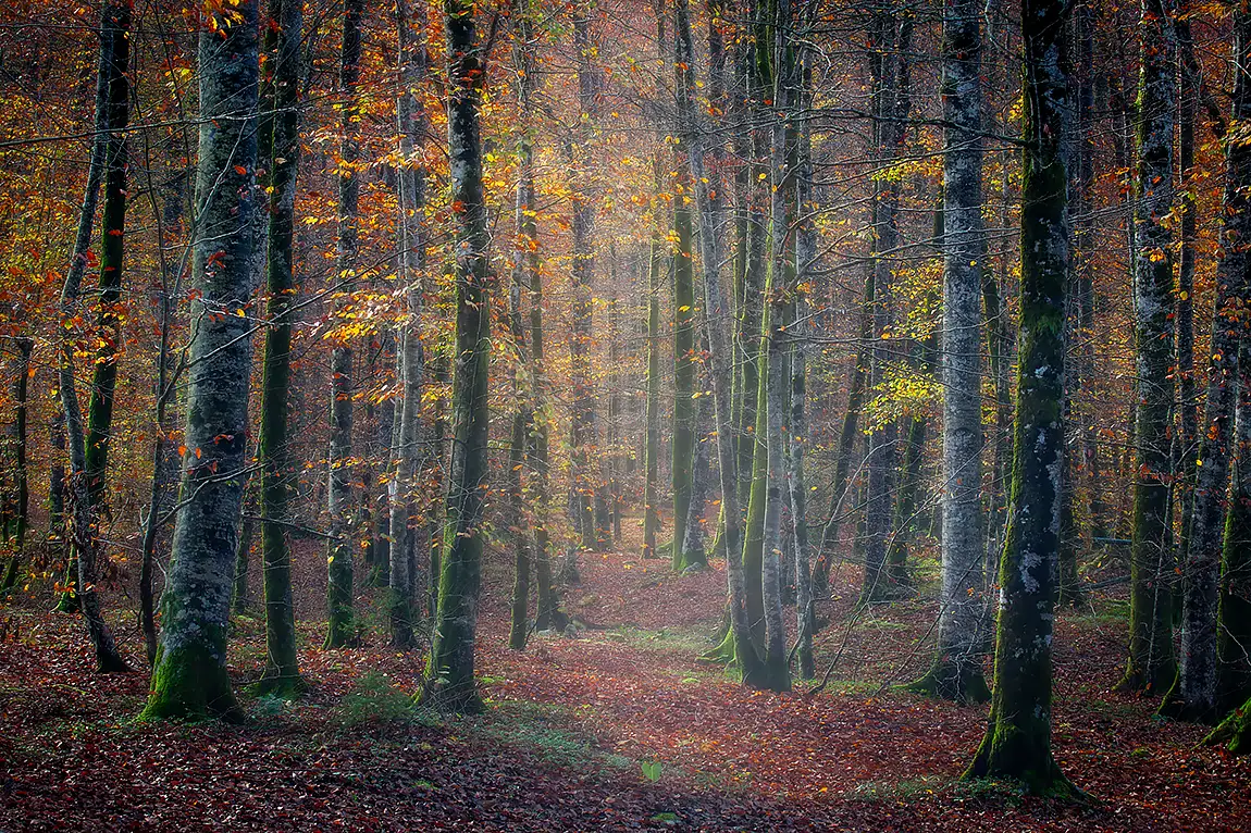 Silence In The Forest, Lake Bohinj, Slovenia