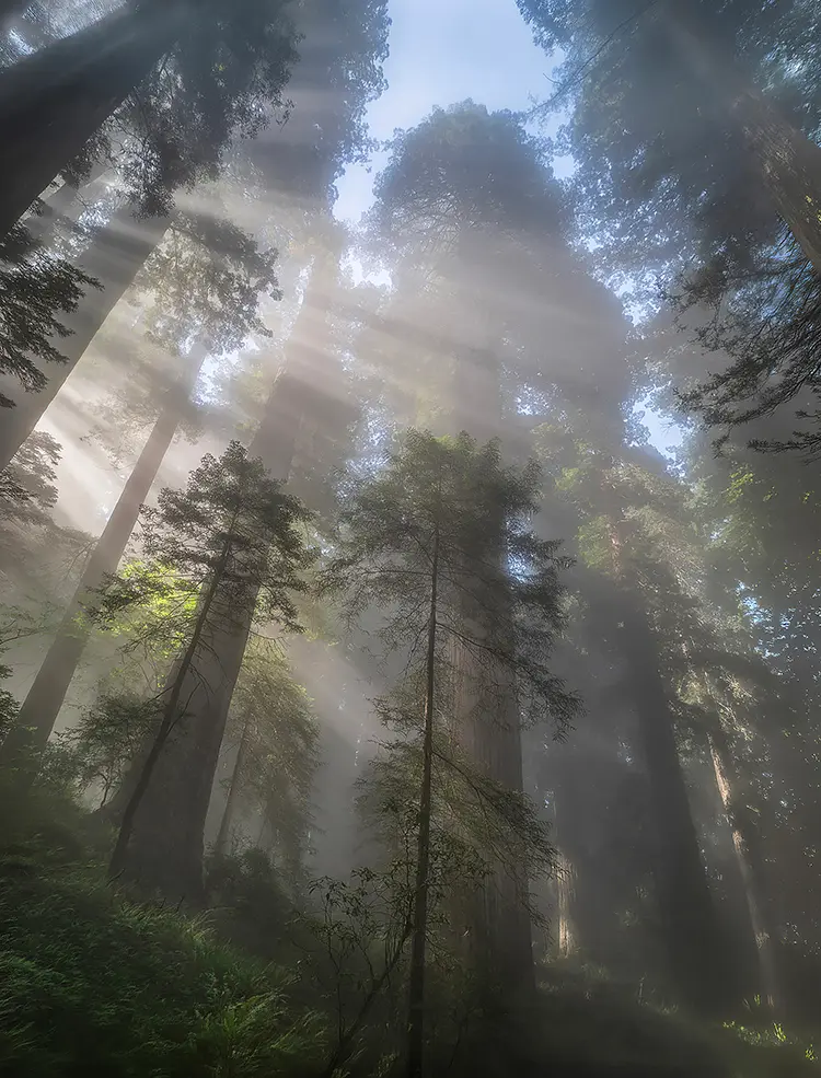 Skyscrapers, Del Norte Coast Redwoods State Park, CA, USA