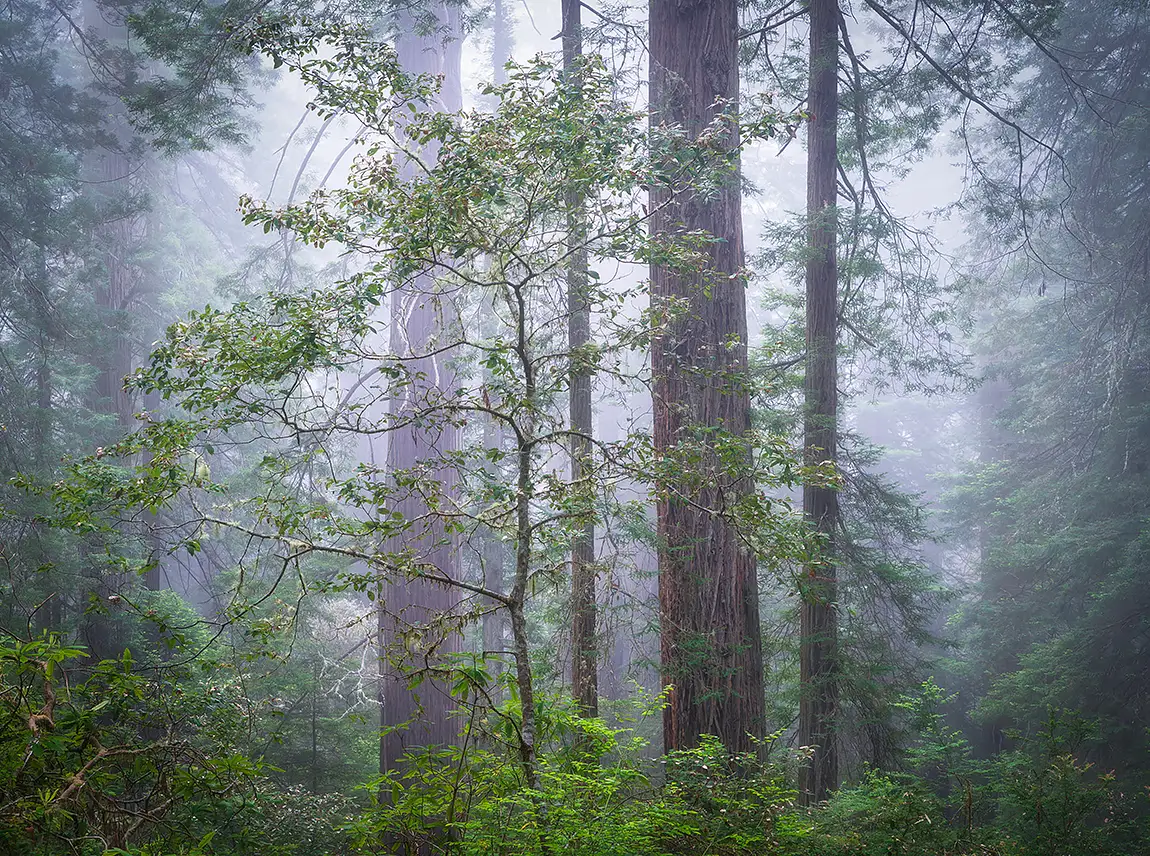 Spirit Of The Forest, Del Norte Coast Redwoods State Park, CA, USA