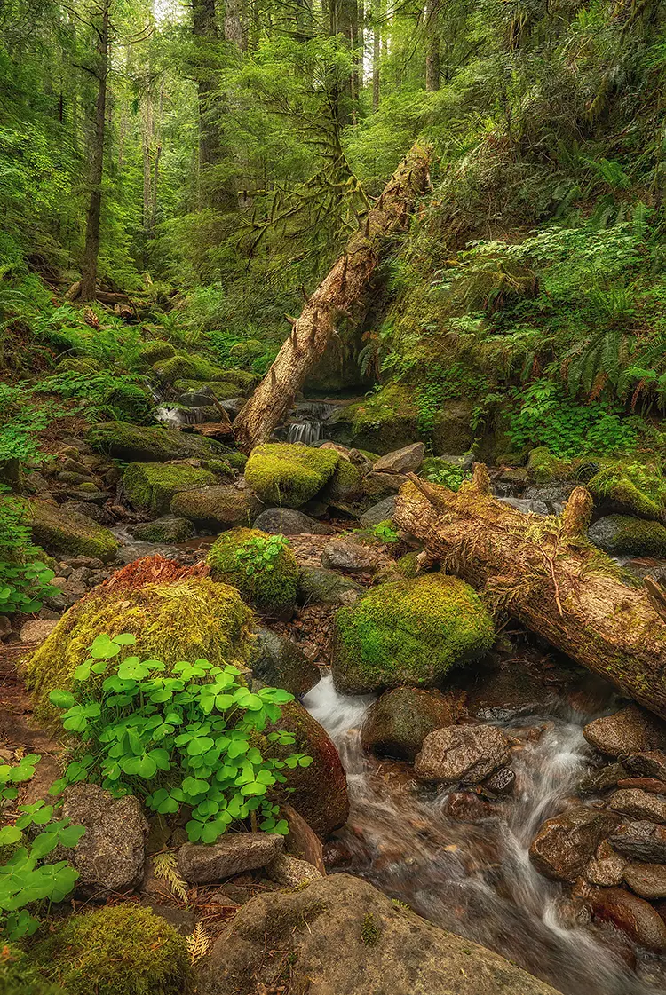 Spring In The Oregon Coast Range, Siuslaw National Forest, Oregon, USA