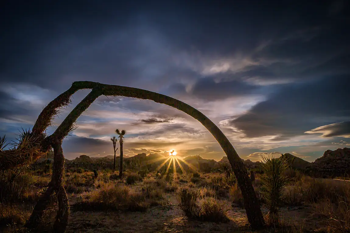 Sunset View Among Joshua Trees, Joshua Tree National Park, California, USA