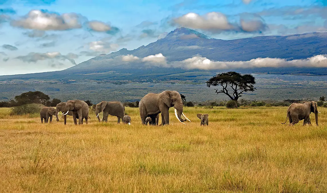 The Herd, Amboseli National Park, Kenya