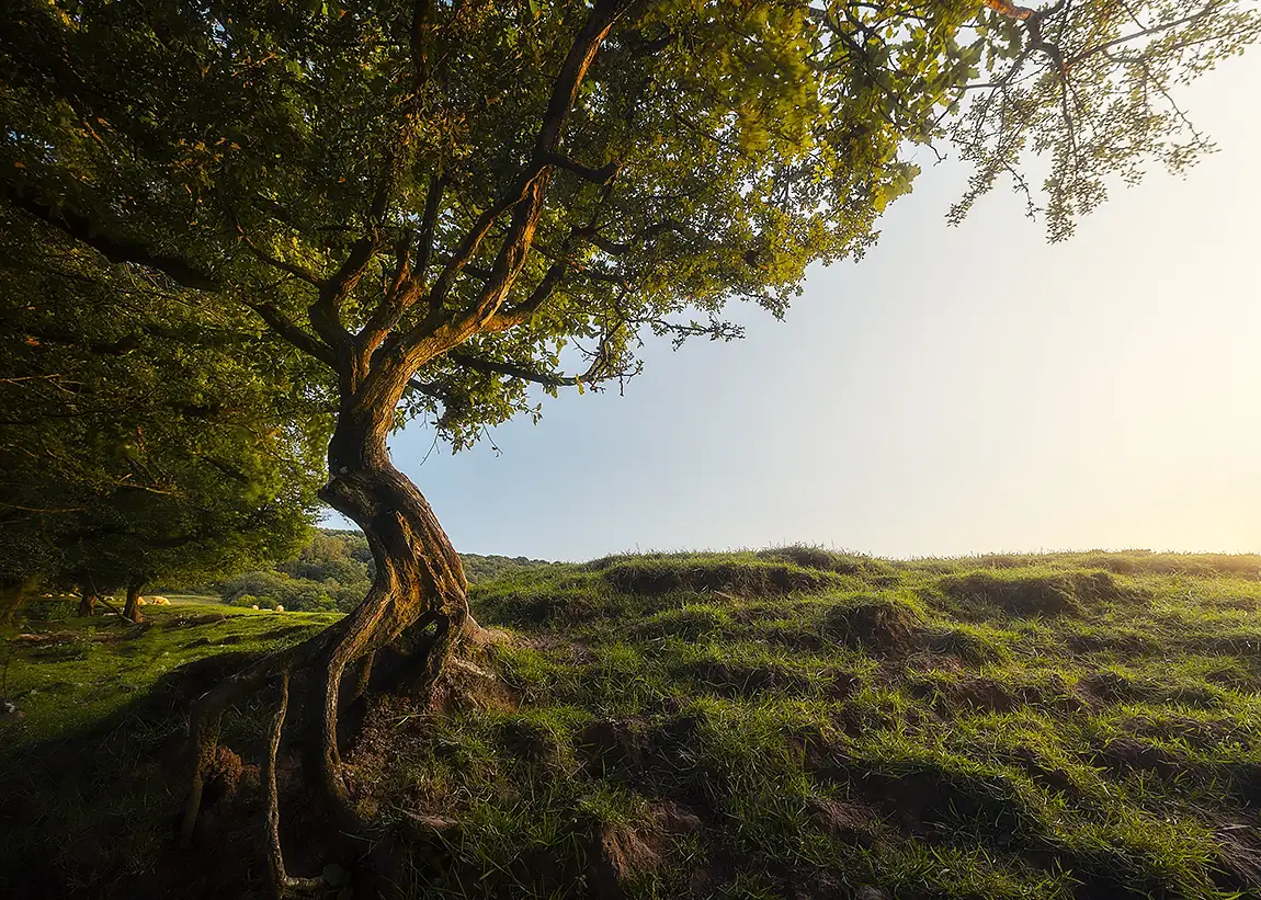 The Old Tree, Brecon Beacons, Wales