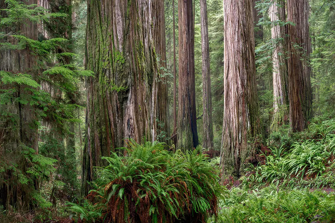 Titans, Jedediah Smith Redwoods, Crescent City, California, USA