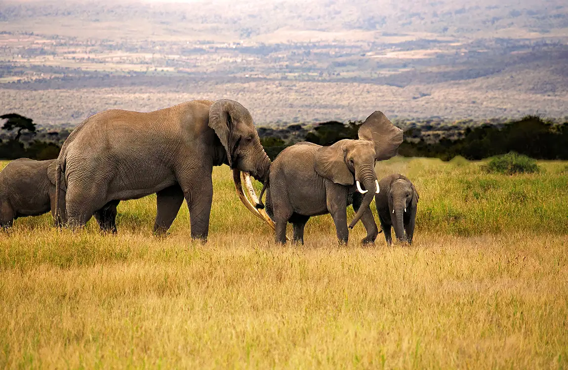 Tusker With Herd, Amboseli National Park, Kenya