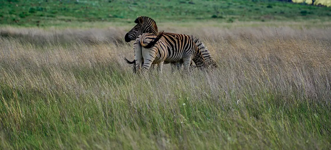 Two Zebras, Madikwe Game Reserve, South Africa