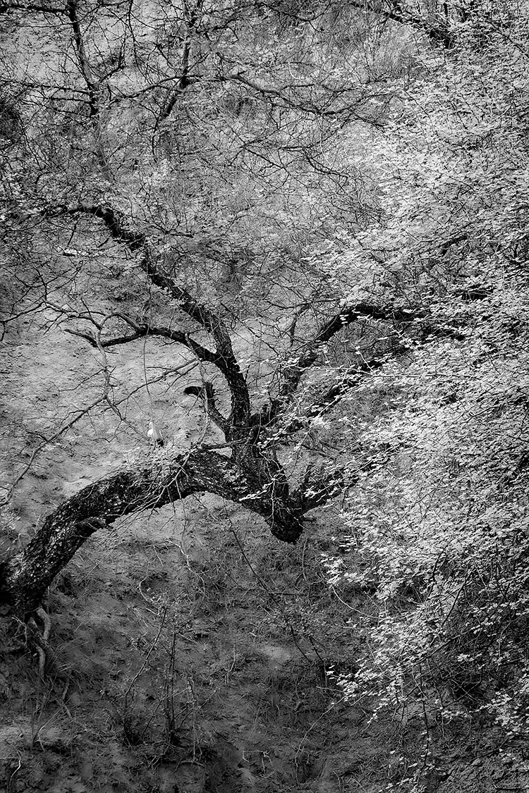 Where The Forest Bends Its Own Rules, Gurgaon, India