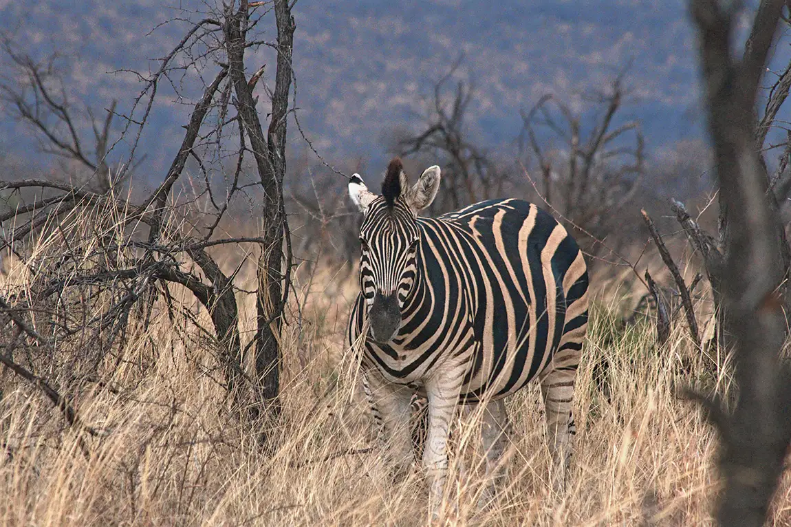 Zebra, Madikwe Game Reserve, South Africa