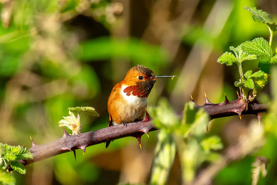 A Rufous Between Thorns, Holland Creek Trail, Ladysmith, Vancouver Island, BC, Canada
