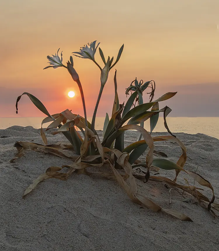 A Sea Daffodil Admiring The Sunset, Lavra, Matosinhos, Porto, Portugal