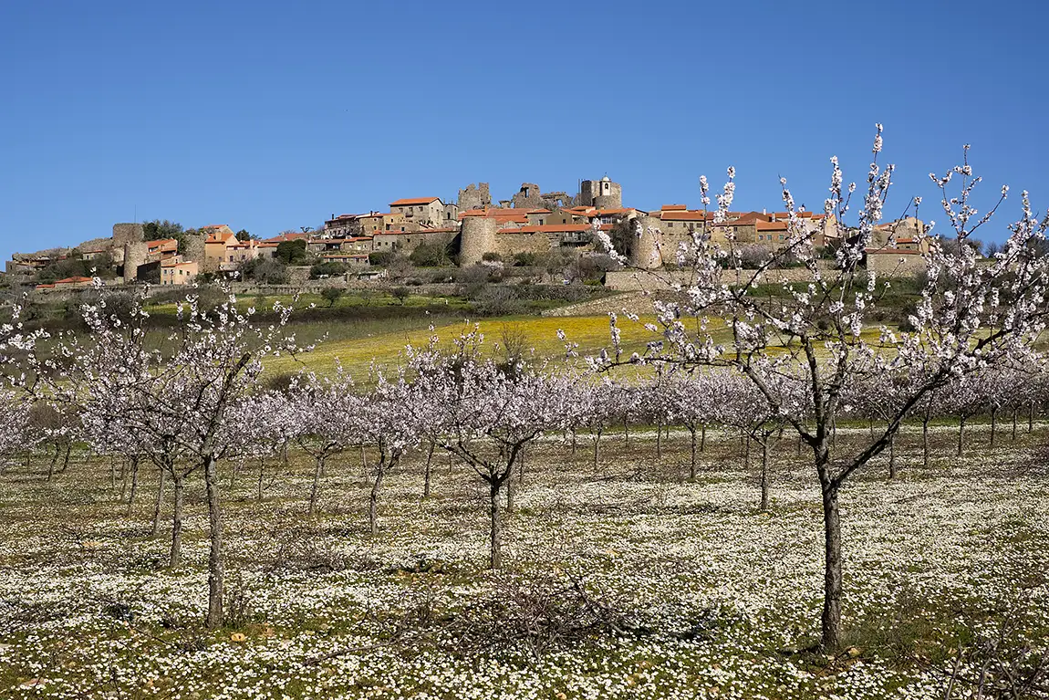 Almond Tree Blooms, Castelo Rodrigo, Portugal