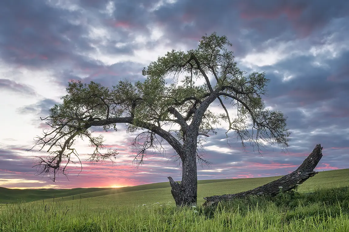 An Evening Remembered, Palouse, Washington State, USA