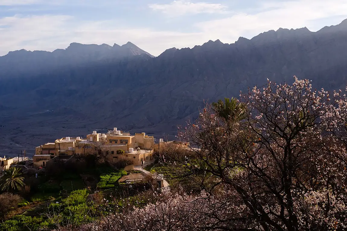 Apricot Trees, Wakan, Wadi Mistal, Oman