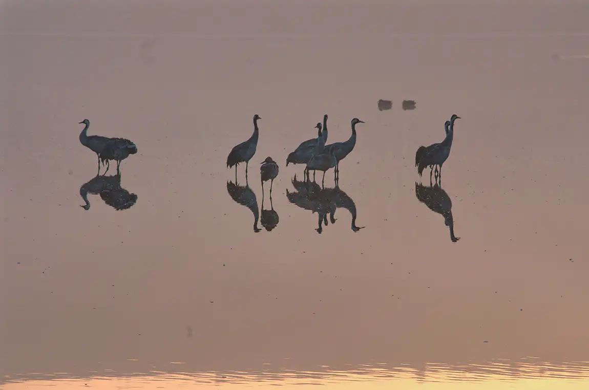 Birds And Their Reflections, Hula Nature Reserve, Israel