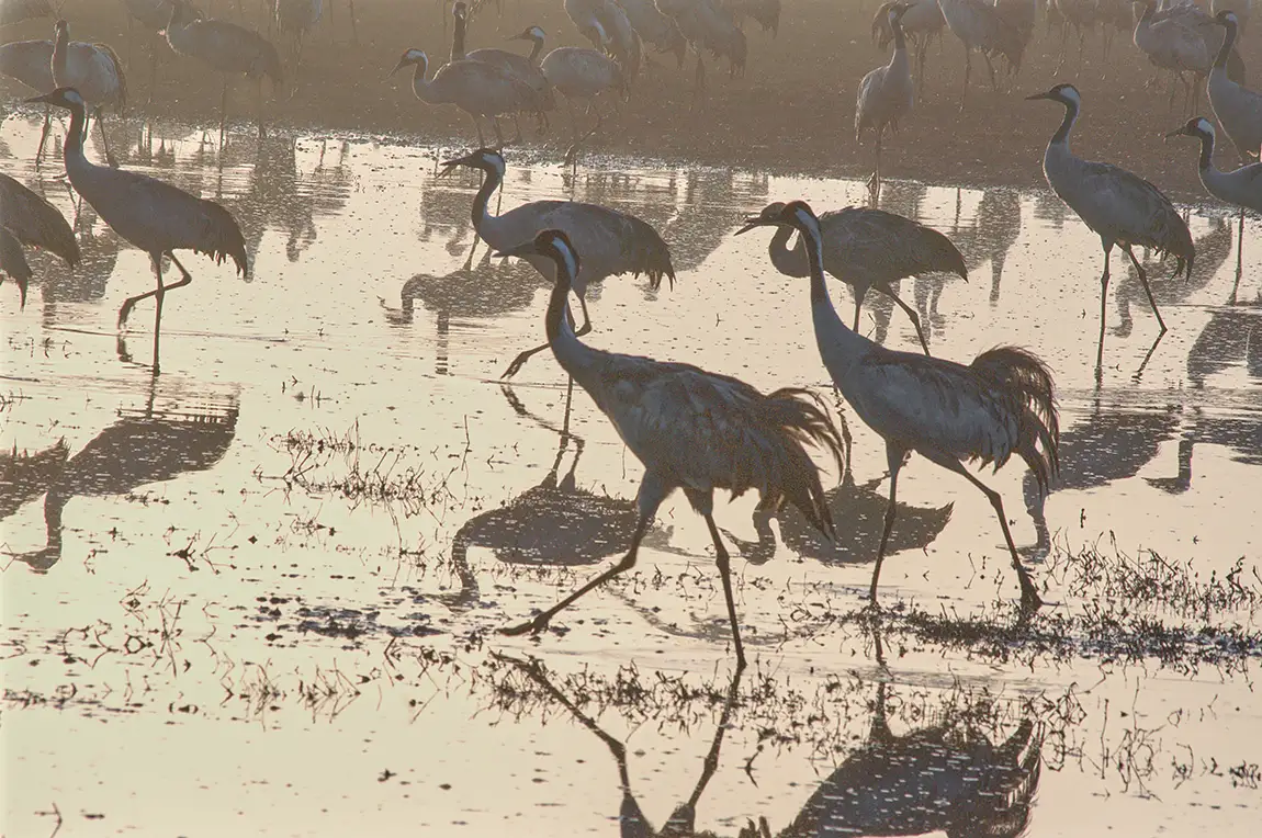Birds And Their Shadows, Hula Nature Reserve, Israel