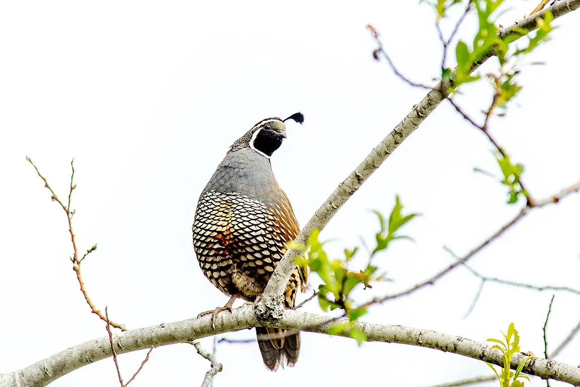 California Quail Centurion, Holland Creek Trail, Ladysmith, British Columbia, Canada