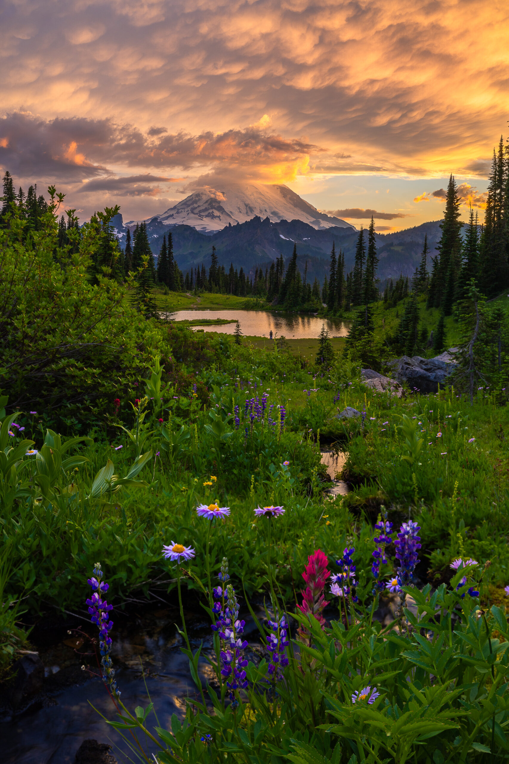 Chinook summer