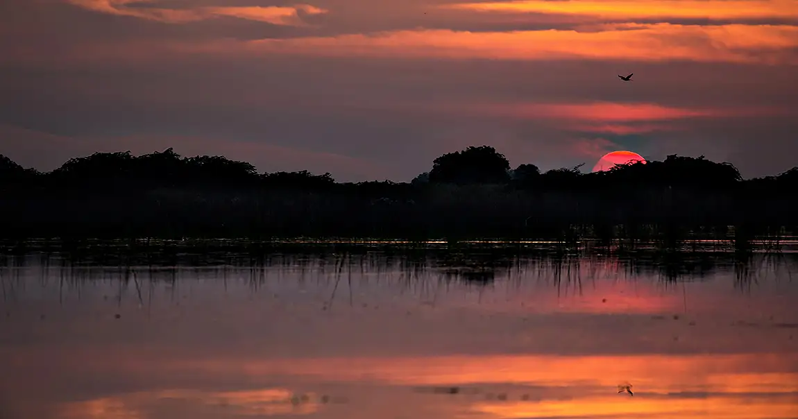 Countdown Has Started, Nalsarovar Bird Sanctuary, Gujarat, India