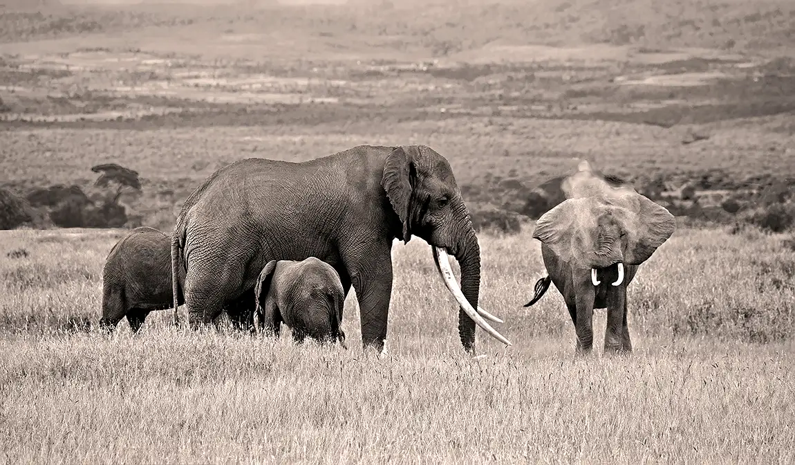 Dirt Shower, Amboseli National Park, Kenya