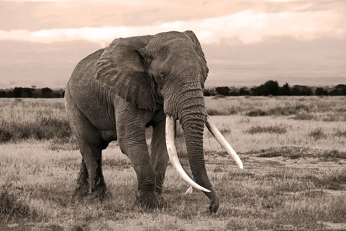 Elephant Stride, Amboseli National Park, Kenya