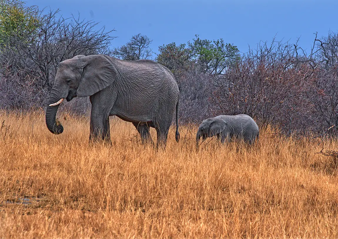 Follow Along, Madikwe Game Reserve, South Africa