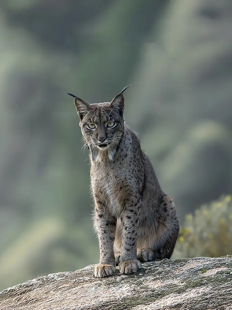 Iberian Lynx, Jaen, Spain