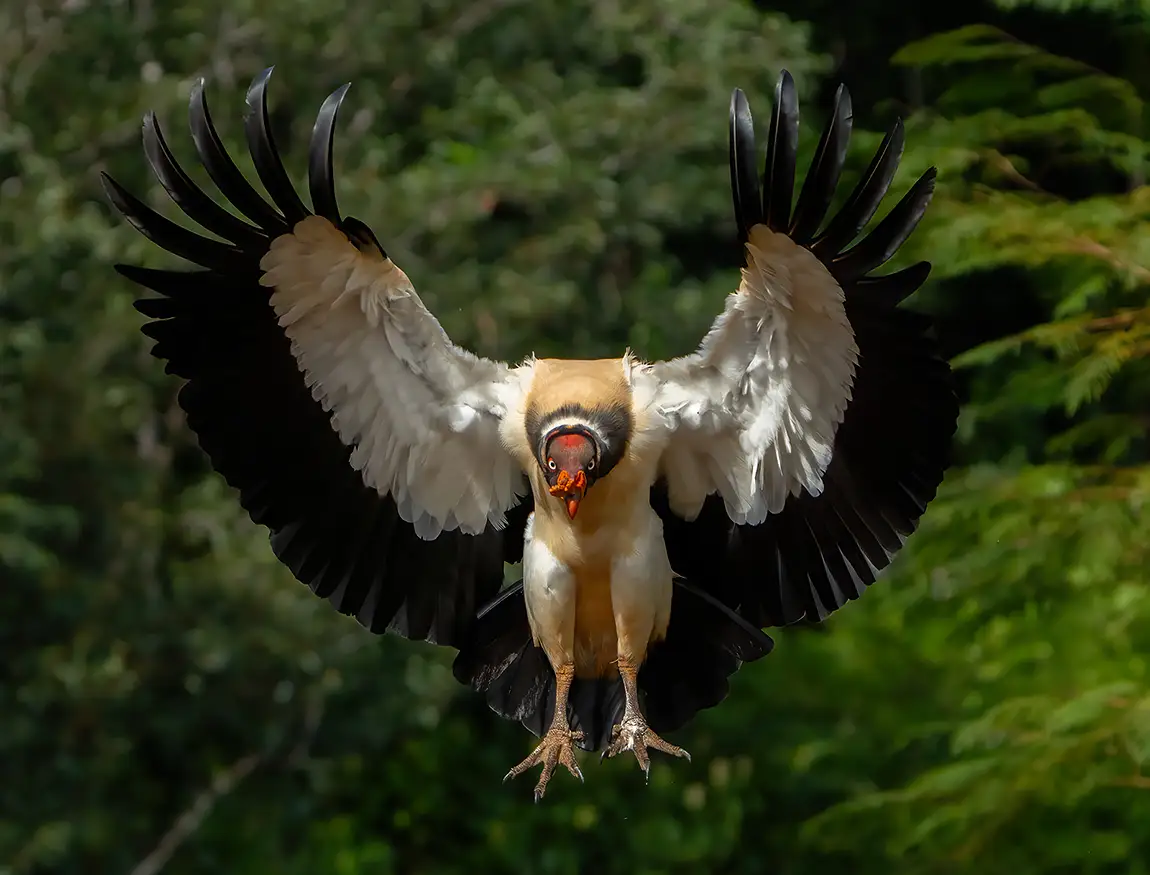 King Vulture, Costa Rica
