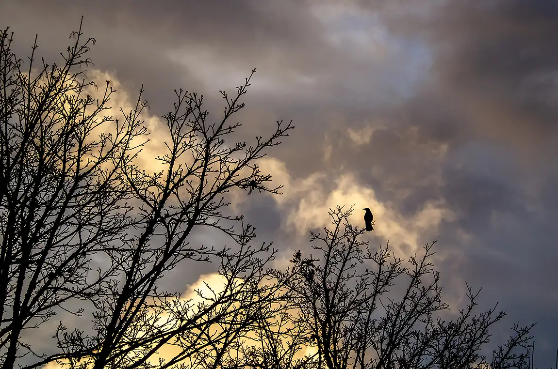 Lone Crow Sunrise, Transfer Beach, Ladysmith, British Columbia, Canada
