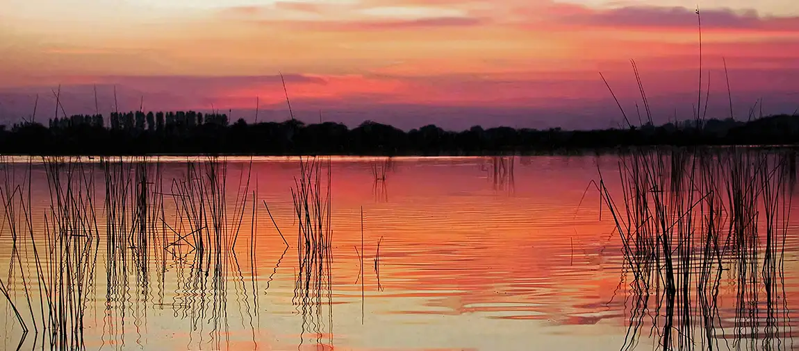 Marsh Reed Reflection, Nalsarovar Bird Sanctuary, Ahmedabad, Gujarat, India
