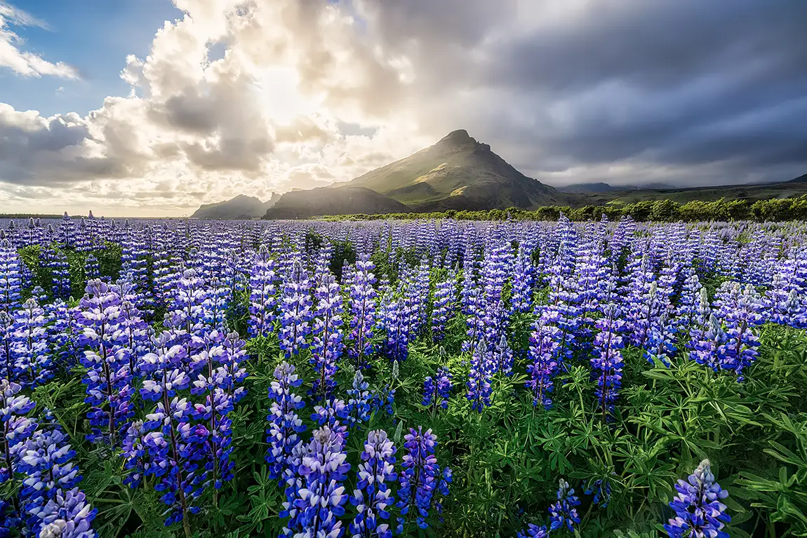 Midnight Sun, Skogar, Iceland