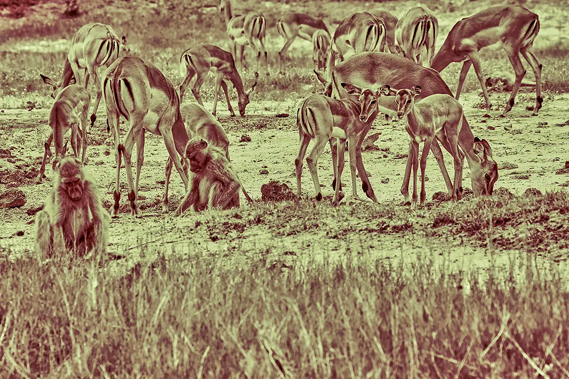 Mixed Crowd, Chobe River, Botswana
