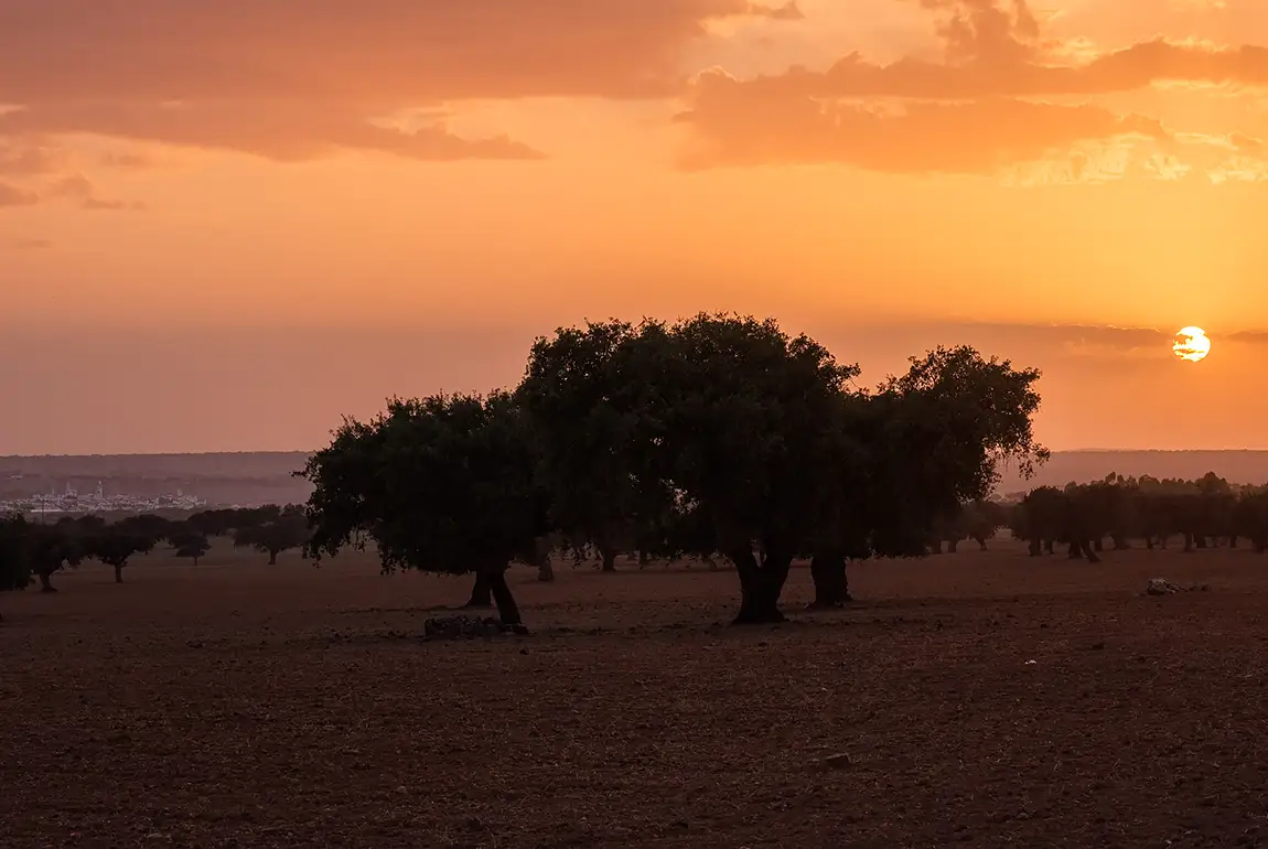 Rural Sunset, Esperanca, Alentejo, Portugal