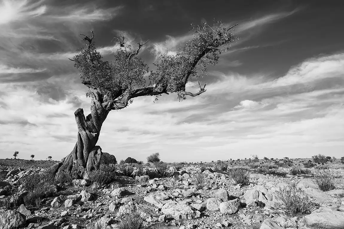 Sayq Plateau, Jebel Akhdar, Oman