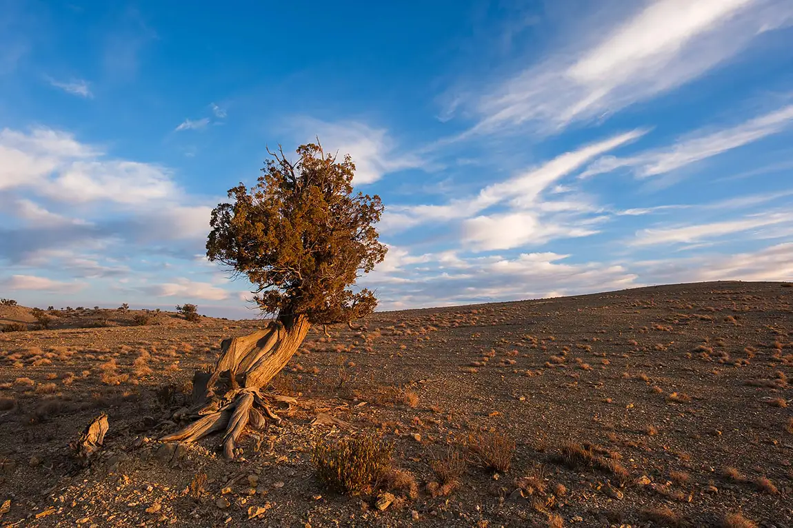 Sayq Plateau Tree, Jebel Akhdar, Oman