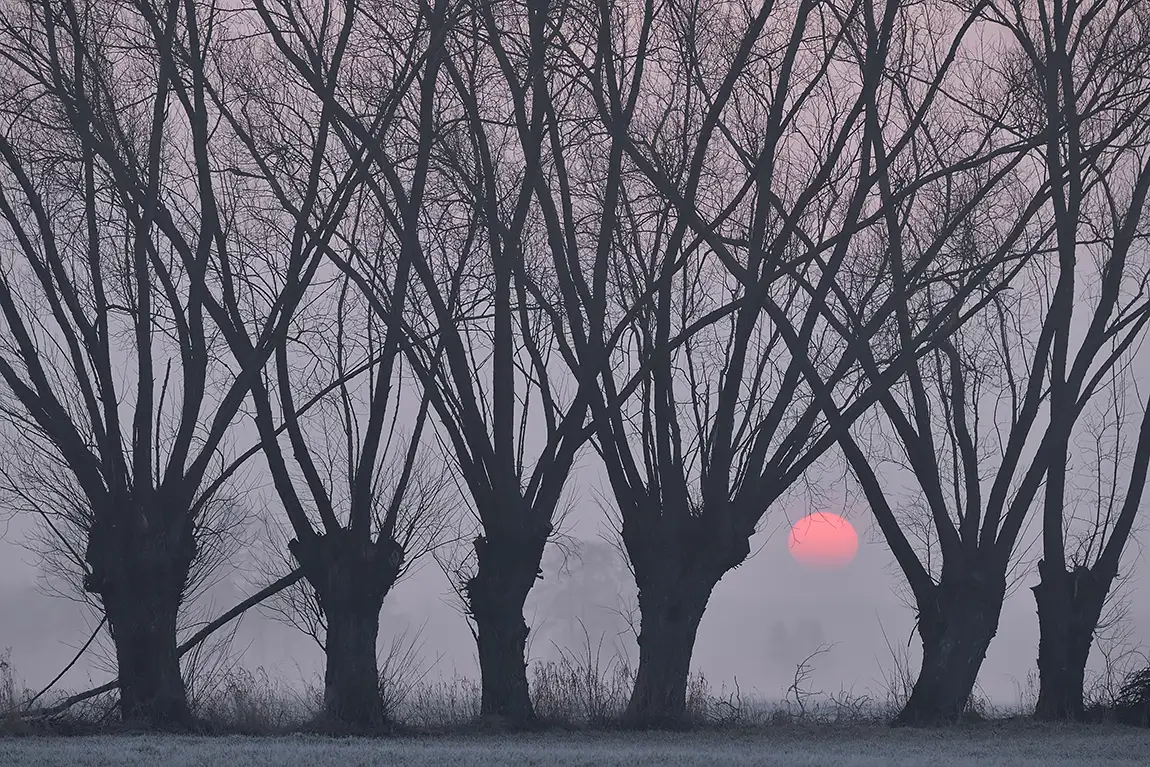 Sentinels Of The Sunrise, Latowicz, Poland
