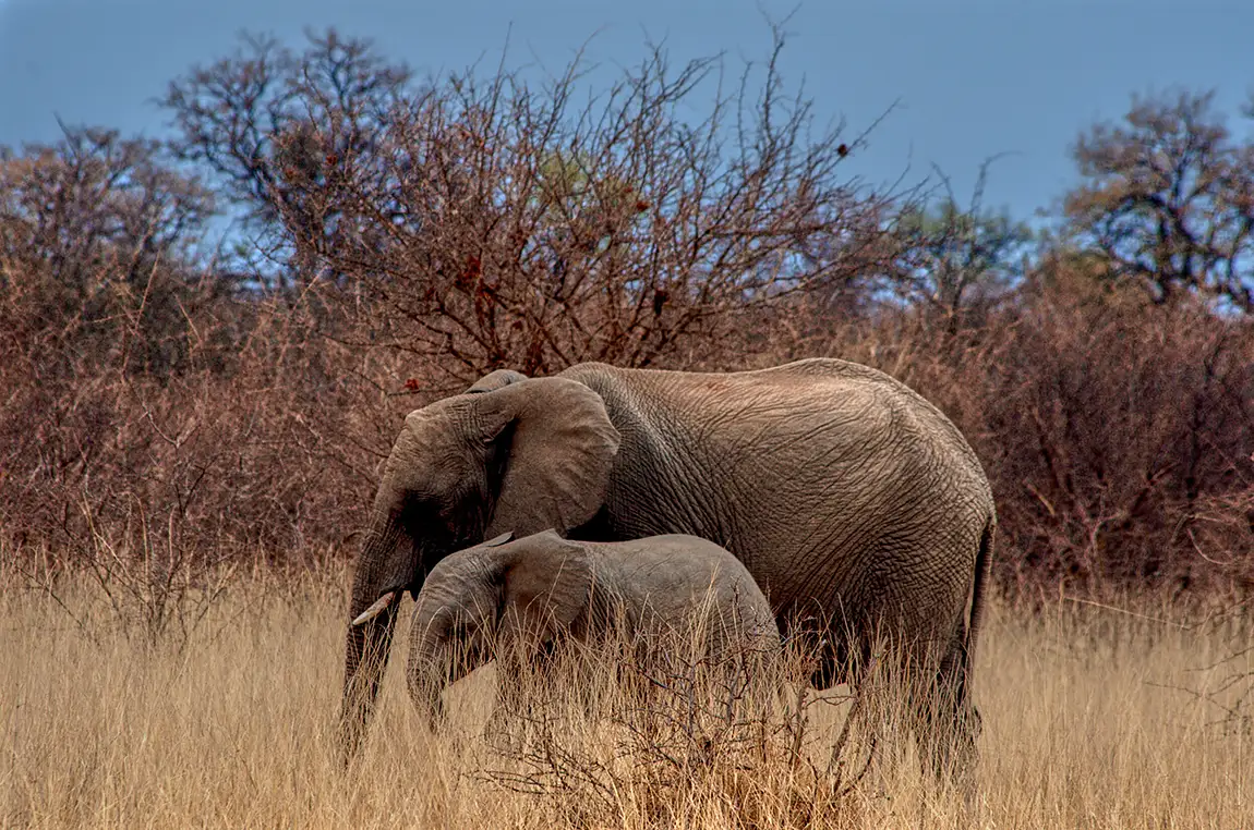 Side By Side, Madikwe Game Reserve, South Africa
