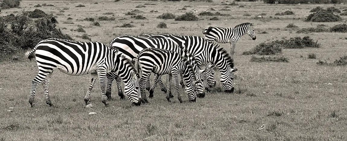 Stripes Galore, Maasai Mara Zebras, Kenya