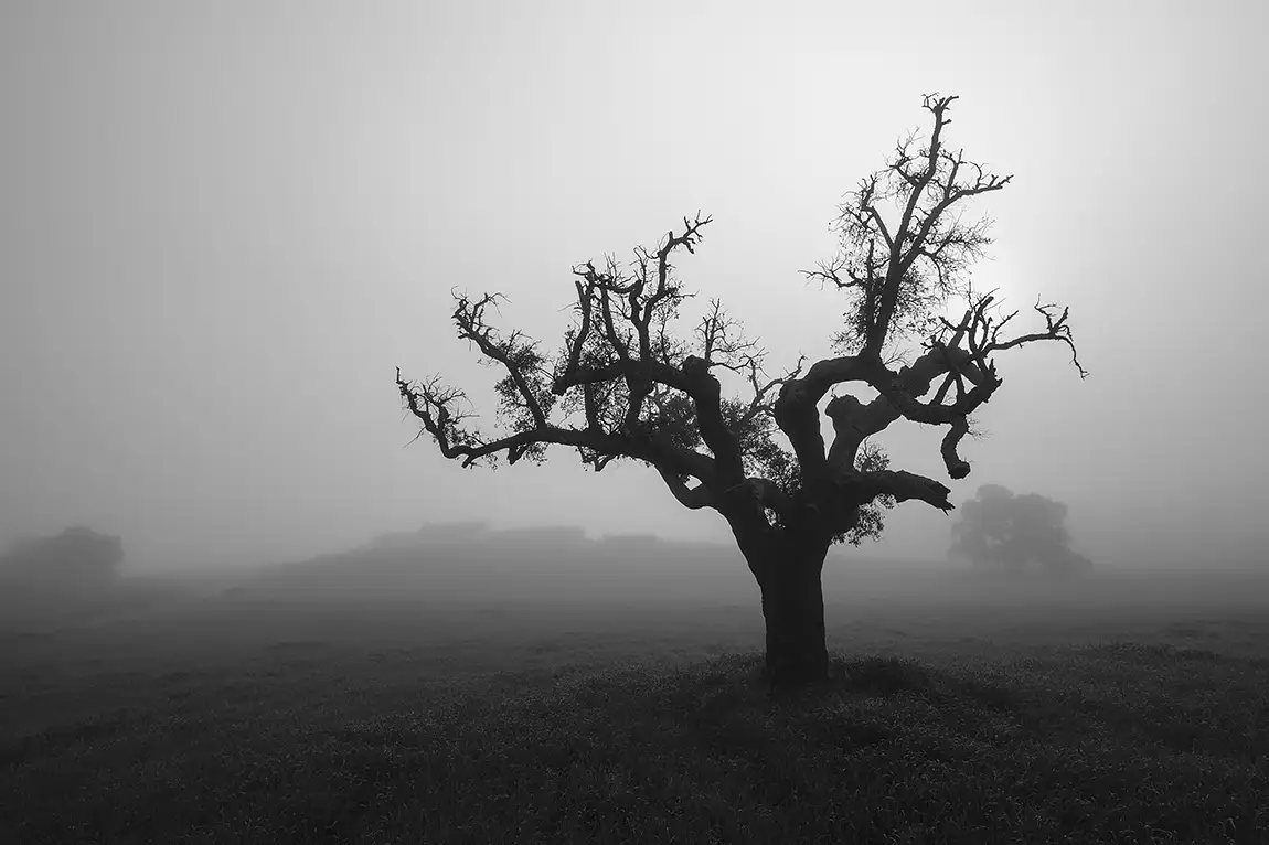 Tree In Morning Mist, Odemira, Alentejo, Portugal