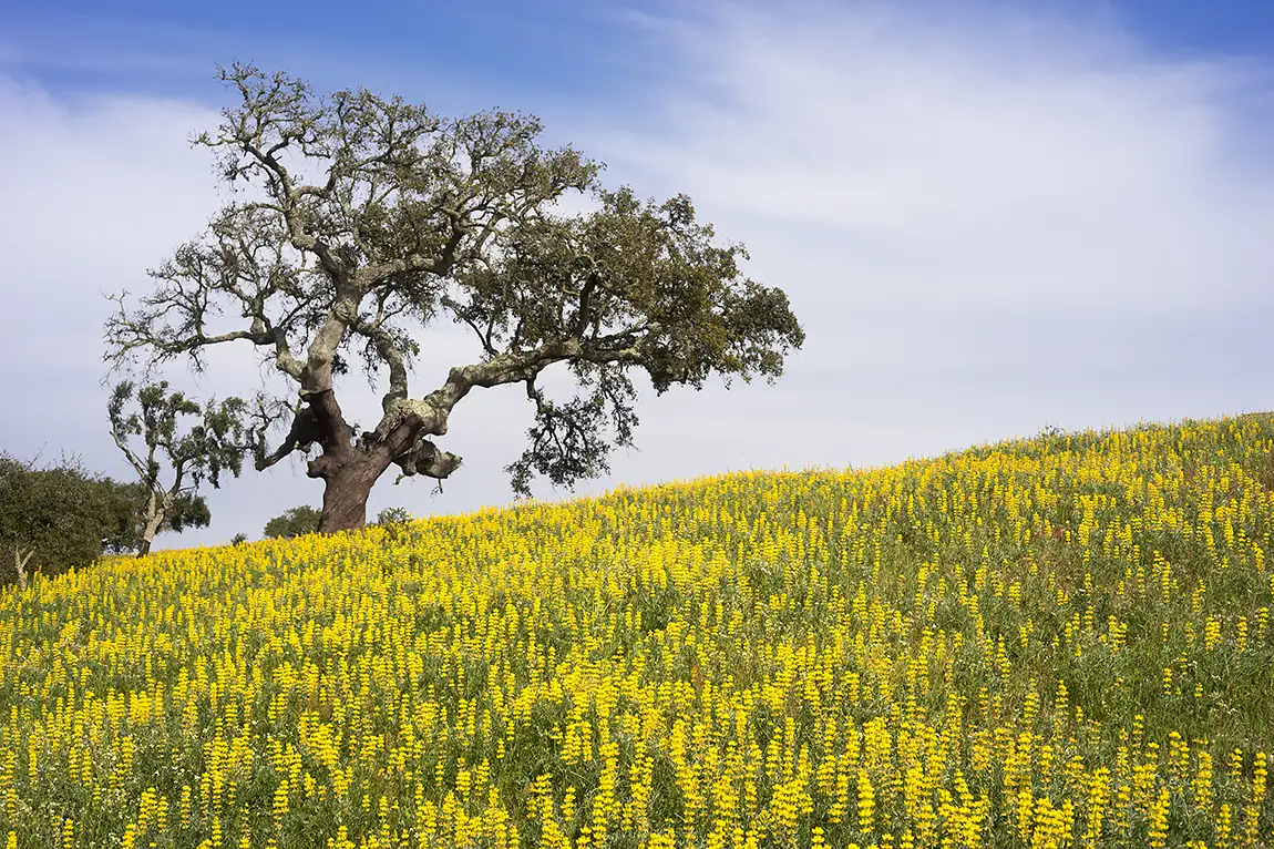 Yellow Fields, Odemira, Alentejo, Portugal
