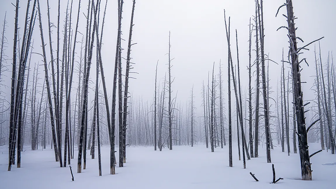 Bobby Sox Trees, Yellowstone National Park, USA copy