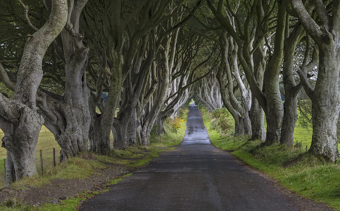 Dark Hedges, Northern Ireland copy